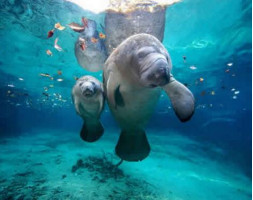Swim with Manatees at Crystal River